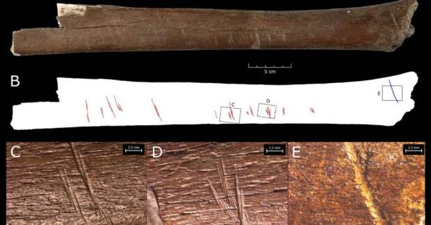 В Лерингене неандертальцы разделывали прямобивневого слона и бобра