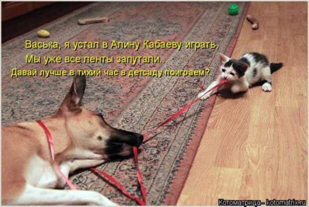 Котоматрицы(картинки с надписями)
