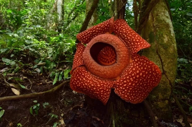 Туристка рассказала, чем пахнет самый вонючий цветок в мире