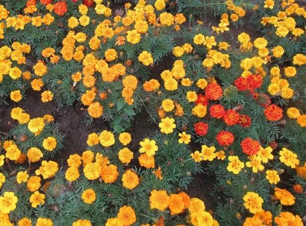 Как использовать ботву бархатцев. Календула и бархатцы на грядках. бархатцы и тагетес разница. он с бархатцами. ежик из бархатцев.
