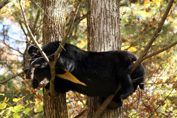 Удивительный белогрудый медведь, который проводит зиму в дупле на дереве