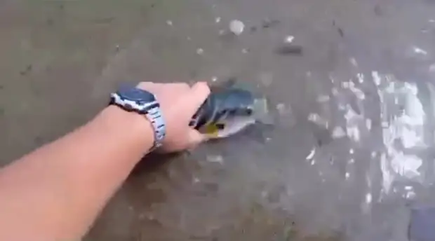 Это рыбок которые кусаются. Покусанные рыбы. Покусанные рыбы. Какой есть самая кусающая существо в ульяновске картинки. Покусанные рыбы.