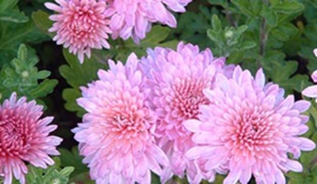 Хризантема Nebelrose Хризантема Nebelrose