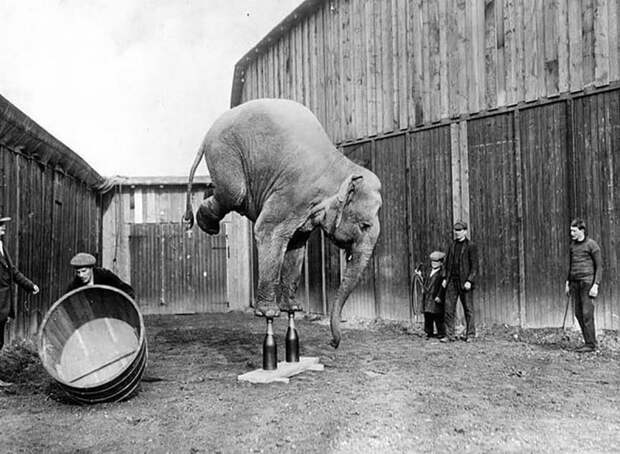 Дрессированный слон в начале XX века ретро, странность, фотография