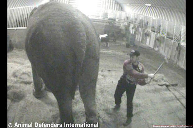 Обслуживающий персонал цирка в Лондоне избивал палкой слониху Анну
