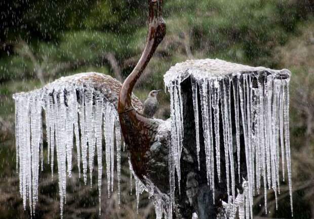 A bird sits on a frozen crane sculpture fountain with icicles hanging from its wings at a Tokyo park on January 14, 2014.