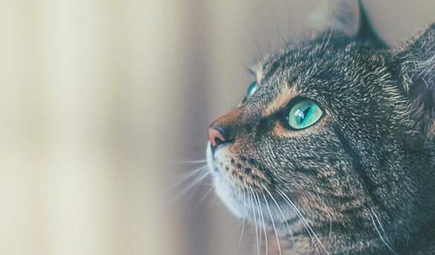 Как кошки чувствуют болезни человека и пытаются об этом предупредить