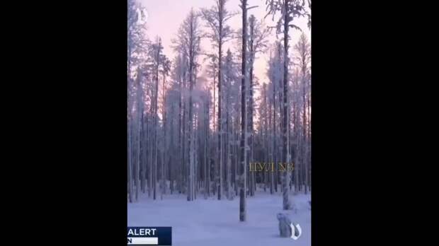 В США из-за морозов «взрываются» деревья: