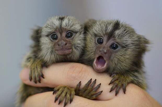 Interesting pictures with animals 01