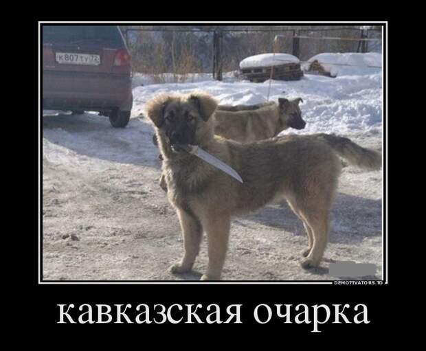 Демотиваторы бревно, демотиваторы, юмор