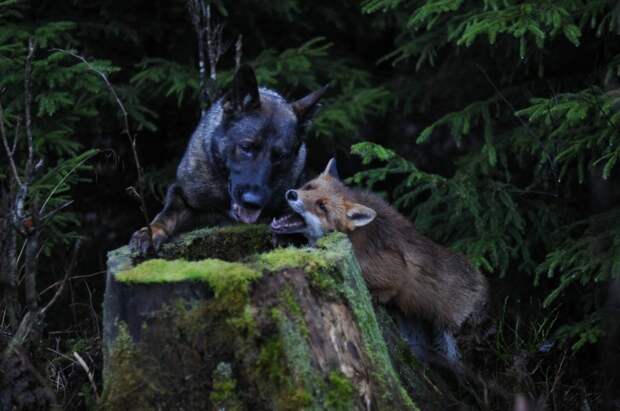 Sniffer fox and Tinni, дружба между лисой и собакой