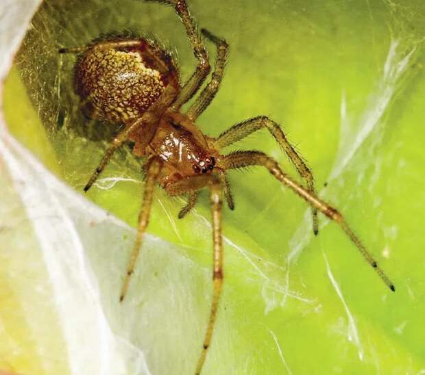 Пауки-тенётники anelosimus studiosus неплохо разбираются в политике.