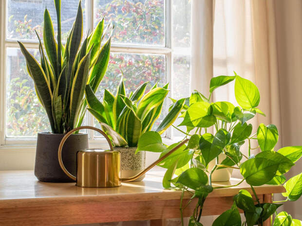 Хранители чистоты: 5 растений, которые спасут ваш дом от грязи — вы будете удивлены