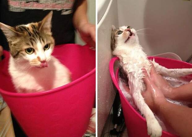 Помытые и оскорбленные — 8 котов, принявших ванну