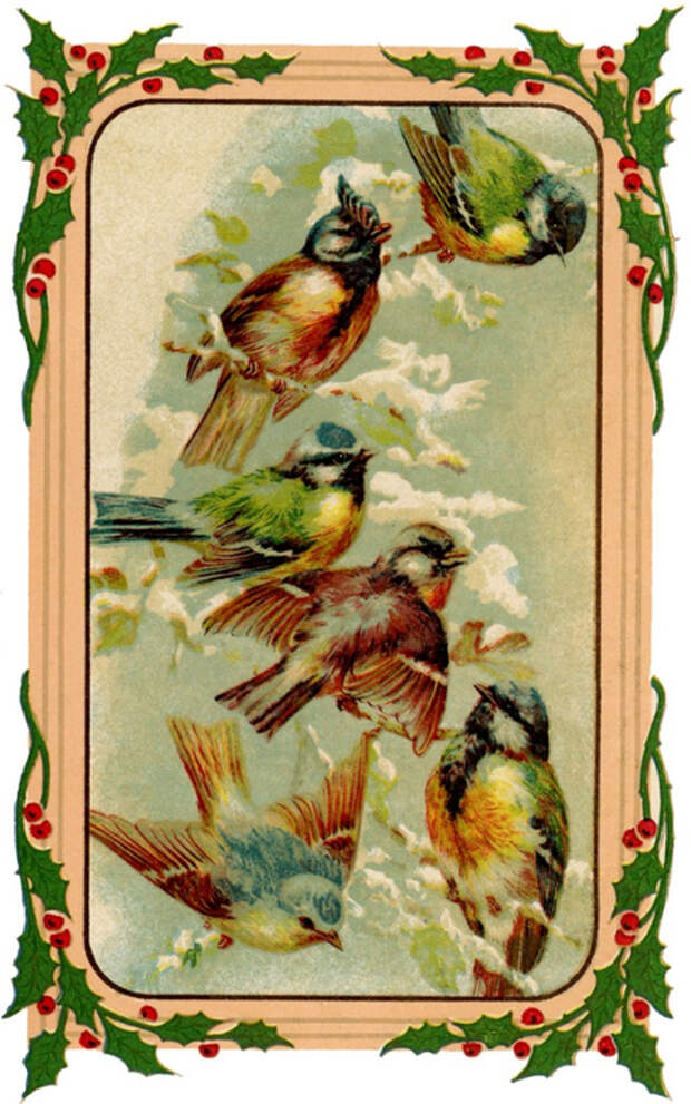Holiday-Birds-Image-GraphicsFairy-640x1024 (437x700, 407Kb)