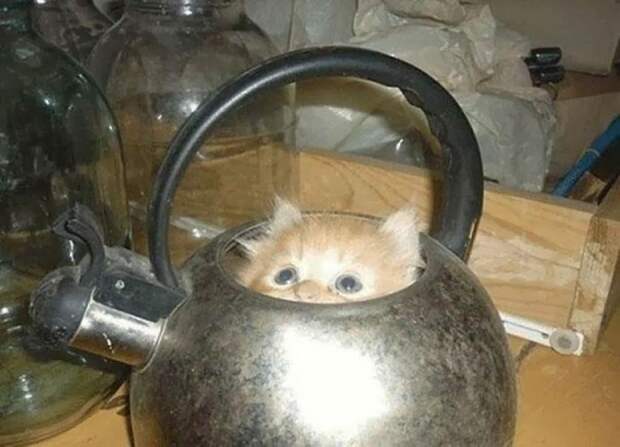 Коты, которых можно налить в любую емкость животные, приколы, удачный кадр, юмор