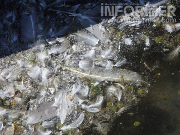 Во что превратили фонтаны в Парке Победы в Севастополе? (ФОТО, ВИДЕО)