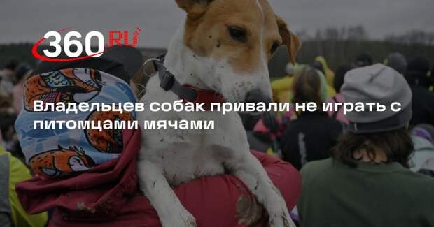 Daily Mail: игра с мячом не помогает укрепить связь собаки с хозяином