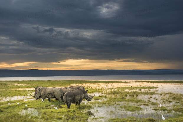 wildlife