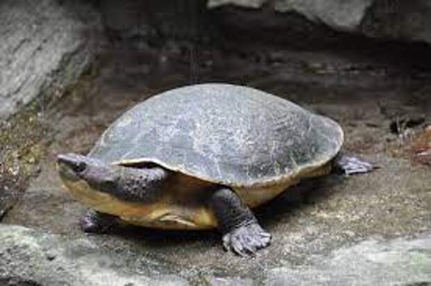 Черепахи правда дышат попой: это обусловлено адаптацией к среде обитания.