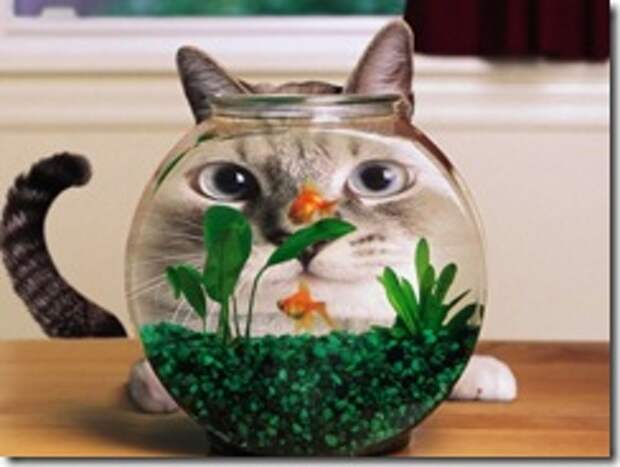 cats-cat-