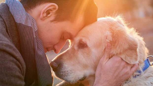 Собаки как антидепрессанты: 7 пород, помогающие справиться с тревогой