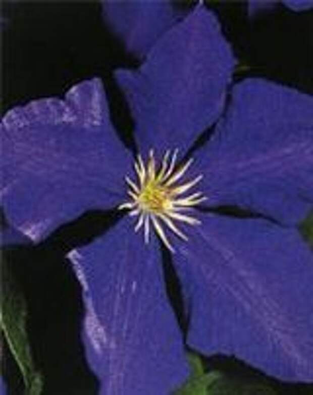 Clematis (клематис) Jackmanii