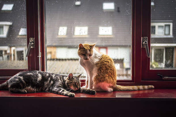 Кошки у окошка
