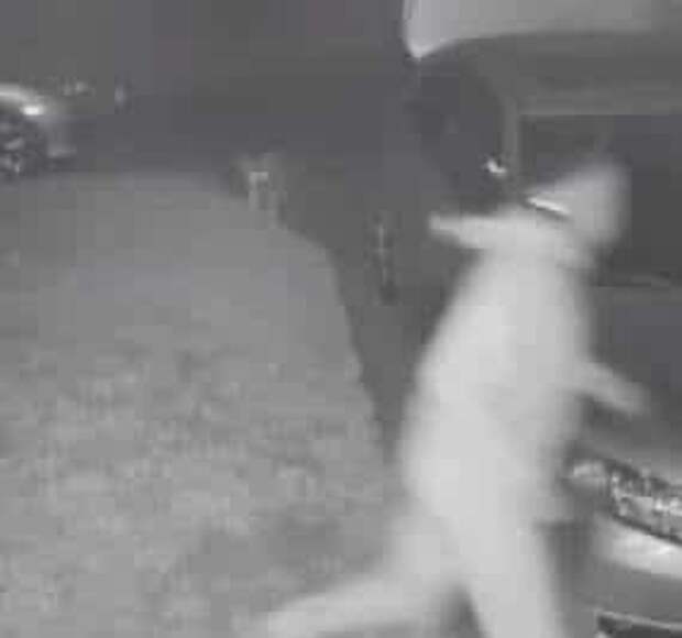 койот напал на вора грабитель у авто