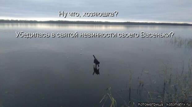 Лучшие котоматрицы недели