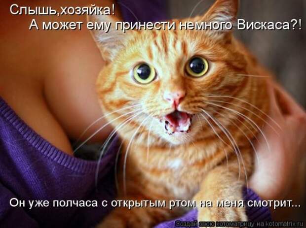 Лучшая котоматрица за неделю (31 шт)