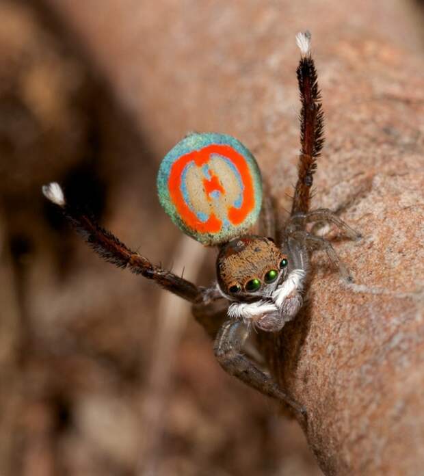 peacockspider05 peacockspider05 712x800 Экзотический павлиний паук
