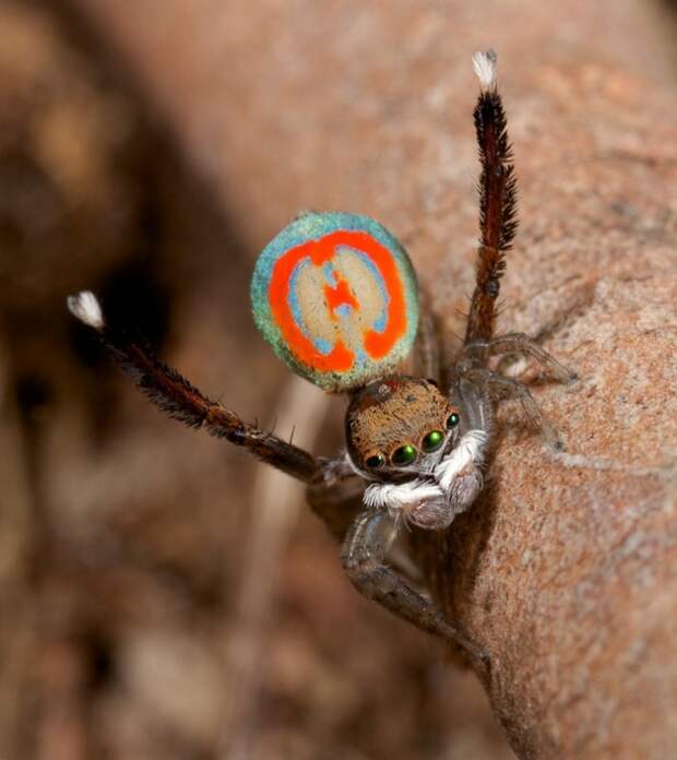 peacockspider05 712x800 Экзотический павлиний паук