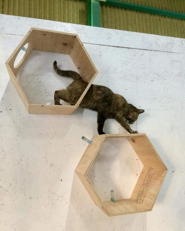 Кошка Лала живёт в зале для скалолазания и занимается им каждый день