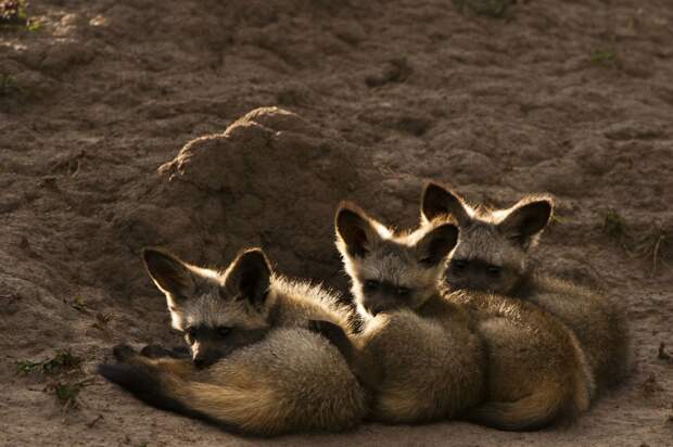 wildlife