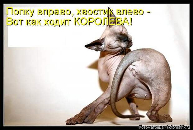 Котоматрица: Попку вправо, хвостик влево - Вот как ходит КОРОЛЕВА!