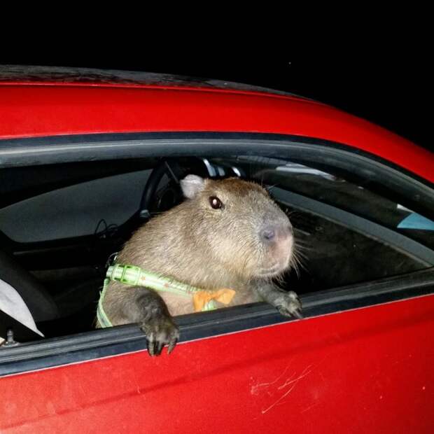 Забавные животные