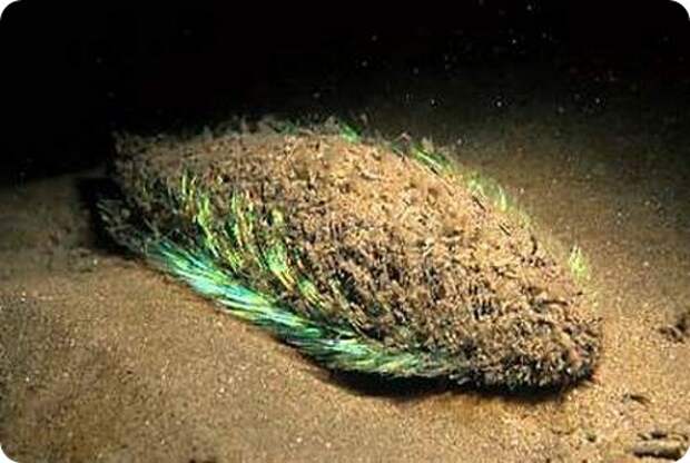 Морская мышь - Aphrodite aculeata