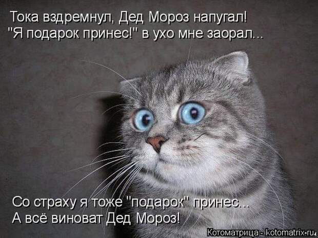 Лучшие котоматрицы недели (50 фото) Лучшие котоматрицы недели (50 фото)