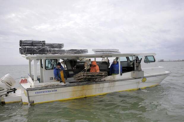 Выращивание устриц в США