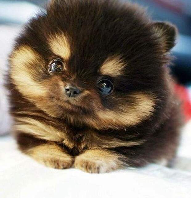 pippy