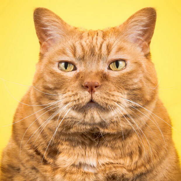 Толстые и большие кошки: фото Pete Thorne