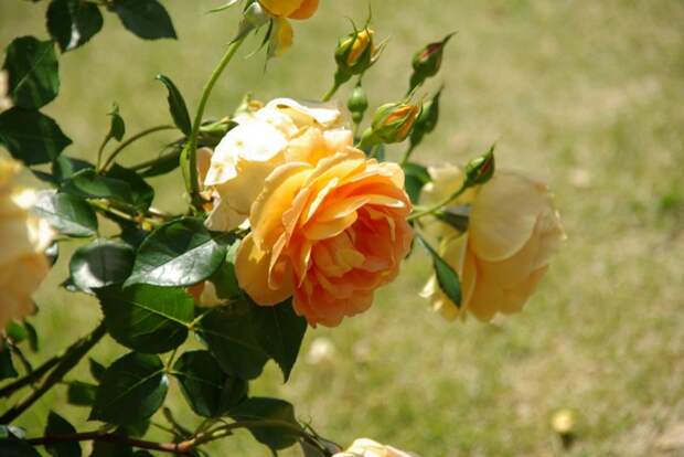 515453839_d1d592cdfd_o[1] (700x468, 85Kb)