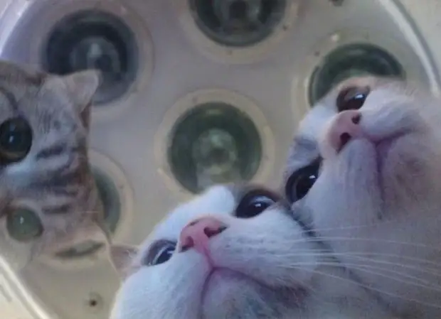 Bigpicture ru cats being weird weirdlilguys 6242d77e7aa08 700