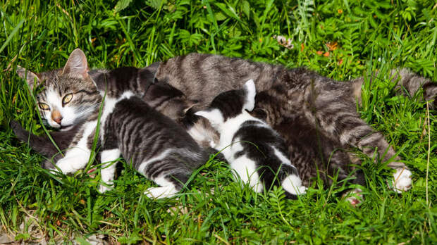 Семья избила соседей, обвинив их кота в беременности своей кошки