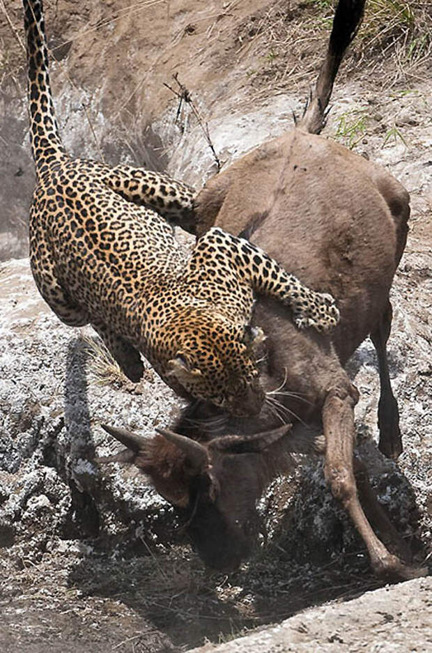 Фотография: Животные в полете №5 - BigPicture.ru