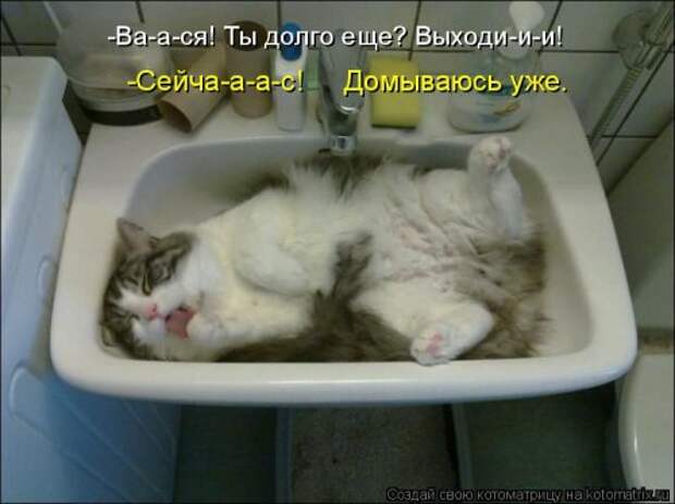 Свежая котоматрица (32 фото)