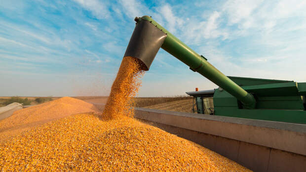 Минсельхоз: Египет готов покупать больше российской пшеницы