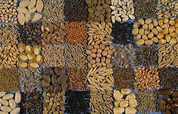 Выбираем семена овощей: 3 совета огородникам