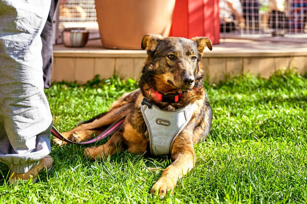 Взрослых и детей приглашают на мероприятие "Моспитомец х Четвероногий друг"